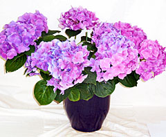 紫色の鉢植えアジサイ